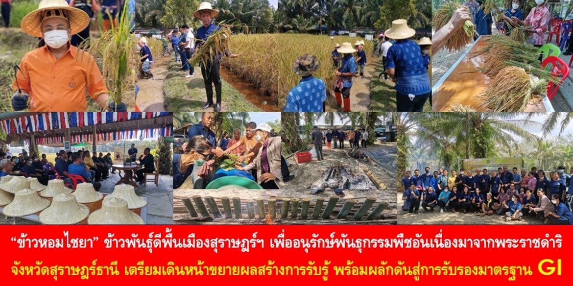 “ข้าวหอมไชยา” ข้าวพันธุ์ดีพื้นเมืองสุราษฎร์ฯ เพื่อการอนุรักษ์พันธุกรรมพืชอันเนื่องมาจากพระราชดำริ สมเด็จพระกนิษฐาธิราชเจ้า กรมสมเด็จพระเทพรัตนราชสุดาฯ สยามบรมราชกุมารี ด้านจังหวัดสุราษฎร์ธานี เตรียมเดินหน้าขยายผลสร้างการรับรู้ทุกภาคส่วน บริโภคข้าวหอมไชยา และผลักดันสู่การรับรองมาตรฐาน GI ต่อไป