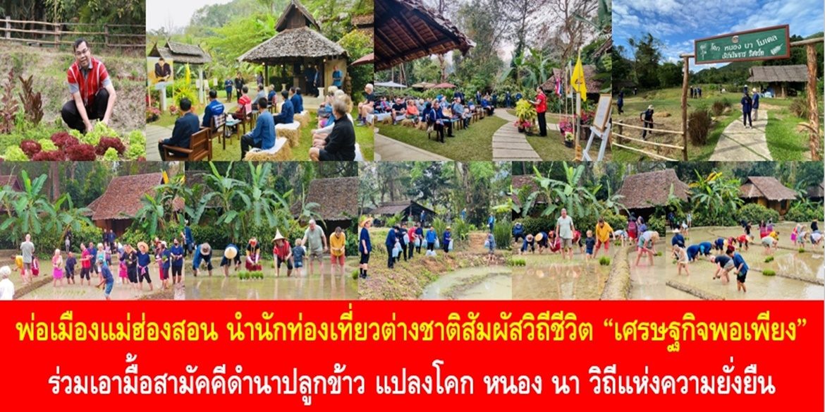 พ่อเมืองแม่ฮ่องสอน นำนักท่องเที่ยวต่างชาติสัมผัสวิถีชีวิต “เศรษฐกิจพอเพียง” ร่วมเอามื้อสามัคคีดำนาปลูกข้าว แปลงโคก หนอง นา วิถีแห่งความยั่งยืน
