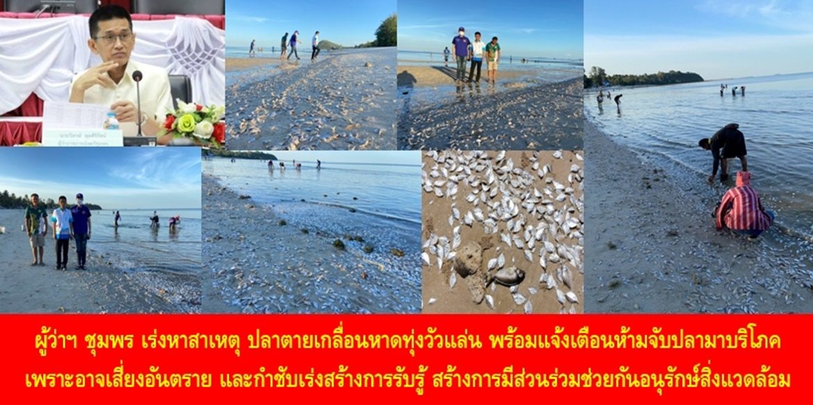 ผู้ว่าฯ ชุมพร เร่งหาสาเหตุ ปลาตายเกลื่อนหาดทุ่งวัวแล่น พร้อมแจ้งเตือนประชาชนห้ามจับปลามาบริโภคเพราะอาจเสี่ยงอันตราย และกำชับหน่วยที่เกี่ยวข้องเร่งสร้างการรับรู้ สร้างการมีส่วนร่วมช่วยกันอนุรักษ์สิ่งแวดล้อม เพื่อให้ทุกคนได้อยู่คู่กับโลกใบนี้อย่างยืนยาว
