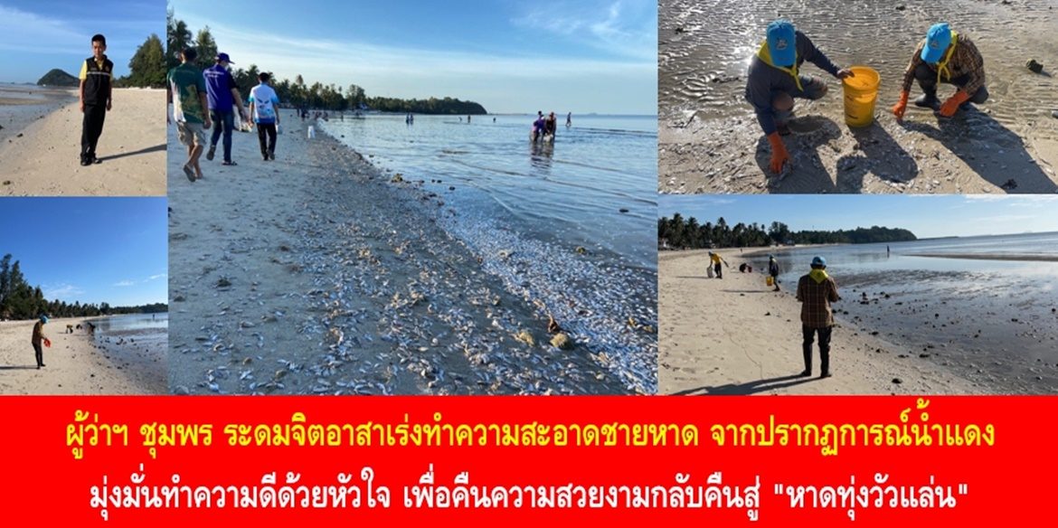 ผู้ว่าฯ ชุมพร ระดมจิตอาสาเร่งทำความสะอาดชายหาด จากปรากฏการณ์น้ำแดง มุ่งมั่นทำความดีด้วยหัวใจ เพื่อคืนความสวยงามกลับคืนสู่ “หาดทุ่งวัวแล่น”