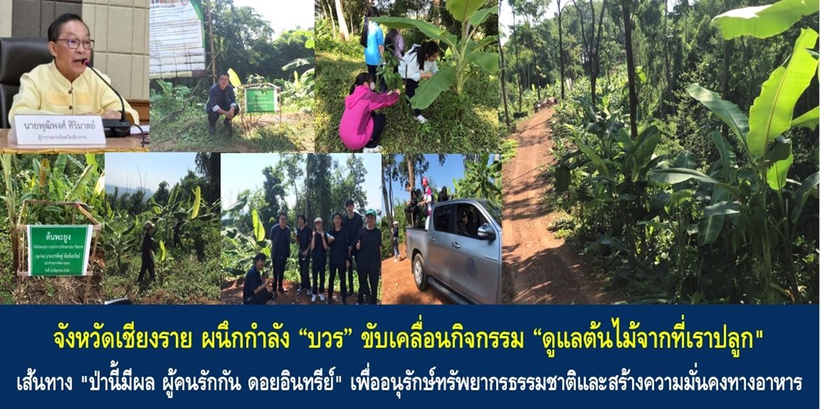 จังหวัดเชียงราย ผนึกกำลัง “บวร” ขับเคลื่อนกิจกรรม “ดูแลต้นไม้จากที่เราปลูก” เส้นทาง “ป่านี้มีผล ผู้คนรักกัน ดอยอินทรีย์” เพื่ออนุรักษ์ทรัพยากรธรรมชาติและสร้างความมั่นคงทางอาหารอย่างยั่งยืน