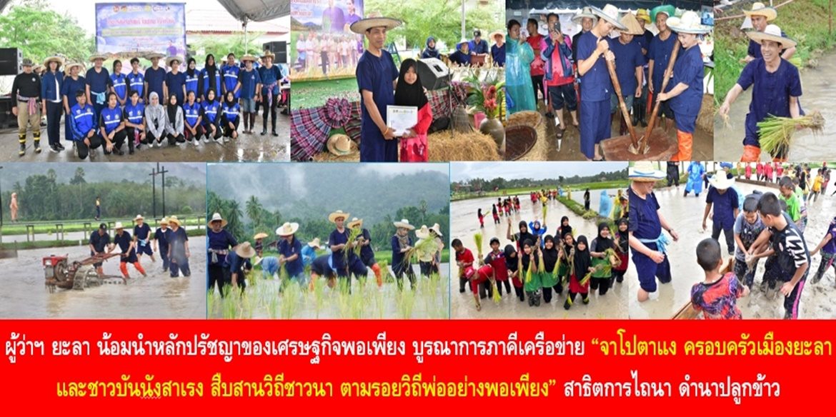 ผู้ว่าฯ ยะลา น้อมนำหลักปรัชญาของเศรษฐกิจพอเพียง บูรณาการภาคีเครือข่าย “จาโปตาแง ครอบครัวเมืองยะลา และชาวบันนังสาเรง สืบสานวิถีชาวนา ตามรอยวิถีพ่ออย่างพอเพียง” สาธิตการไถนา ดำนาปลูกข้าว สร้างรอยยิ้ม สร้างบรรยากาศแห่งความสงบสุข สร้างความรักความสามัคคีในชุมชน พึ่งตนเองได้อย่างยั่งยืน