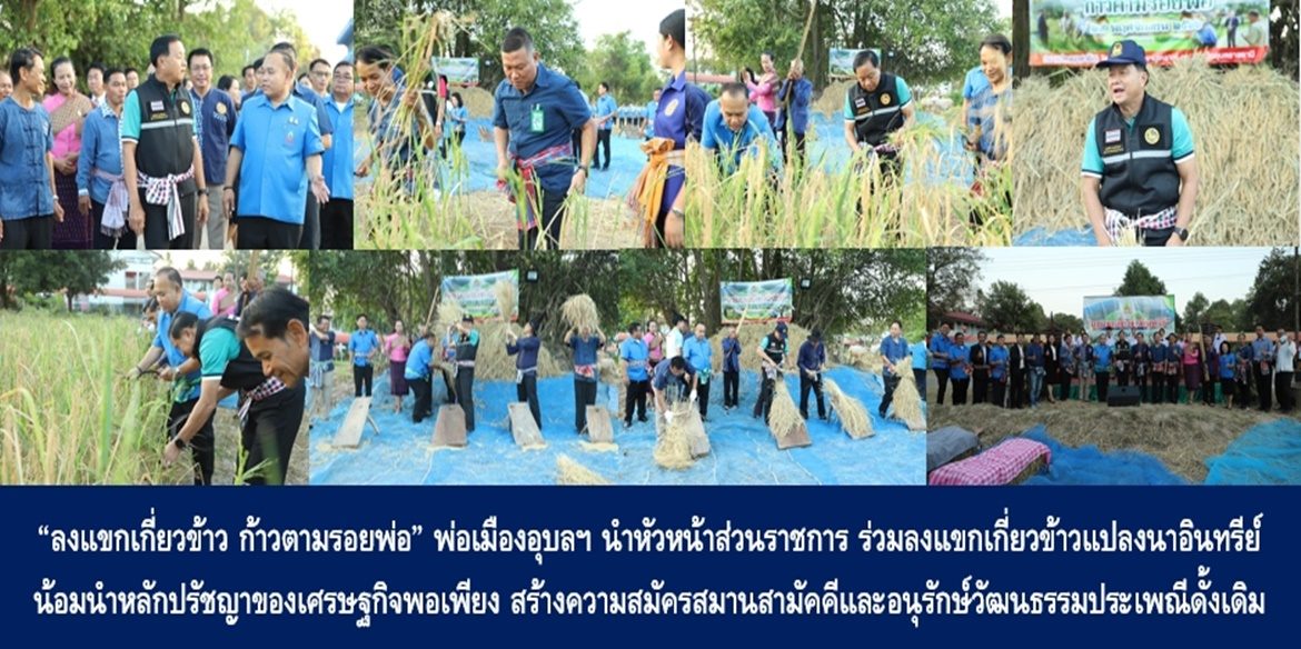 “ลงแขกเกี่ยวข้าว ก้าวตามรอยพ่อ” พ่อเมืองอุบลฯ นำหัวหน้าส่วนราชการ ร่วมลงแขกเกี่ยวข้าวแปลงนาอินทรีย์ น้อมนำหลักปรัชญาของเศรษฐกิจพอเพียง สร้างความสมัครสมานสามัคคีและอนุรักษ์วัฒนธรรมประเพณีดั้งเดิม ถ่ายทอดวิถีเกษตรกรให้เด็กและเยาวชนได้ประยุกต์ใช้เพื่อคุณภาพชีวิตที่ดีอย่างยั่งยืน
