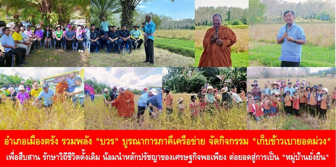 อำเภอเมืองตรัง รวมพลัง “บวร” บูรณาการภาคีเครือข่ายจัดกิจกรรม “เก็บข้าวเบายอดม่วง” เพื่อสืบสาน และรักษาวิถีชีวิตดั้งเดิม น้อมนำหลักปรัชญาของเศรษฐกิจพอเพียง ต่อยอดสู่การเป็น “หมู่บ้านยั่งยืน”
